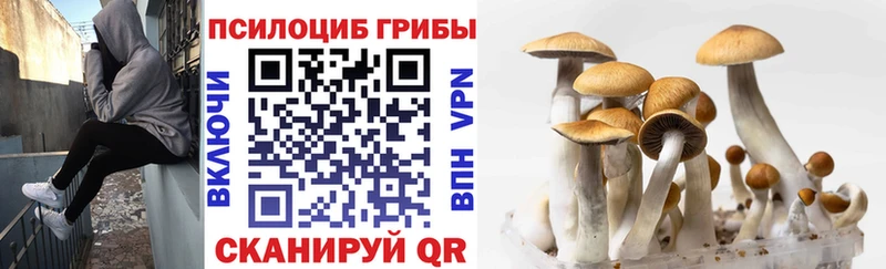 Псилоцибиновые грибы Psilocybe Тверь